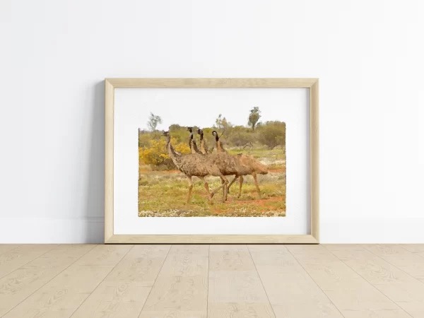 Watercolour Print of a wandering Mob of Emus