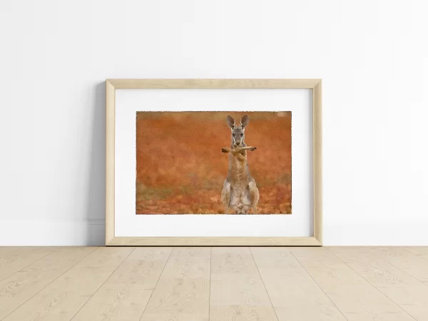 A red kangaroo crosses his arms over his chest in the Sturt Stony Desert