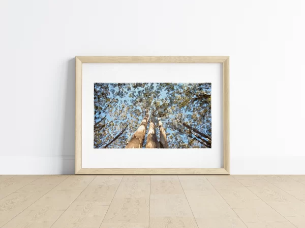 Towering groves of Karri Trees that reach over 60M in the Sky Boranup Karri Forest Margaret River