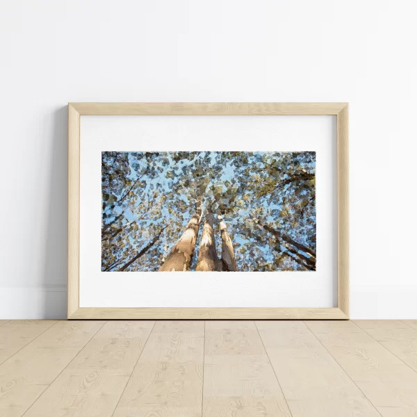 Towering groves of Karri Trees that reach over 60M in the Sky Boranup Karri Forest Margaret River